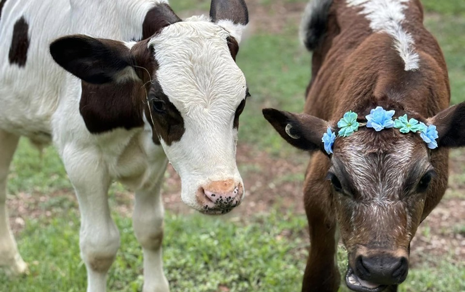 Easter-Cow-Cuddling-Session